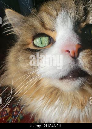 Nahaufnahme einer Ragamuffin Katze Stockfoto