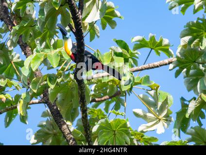 Ramphastos vitellinus, tropischer Kanallukan, der in einem Zweig ruht, der im Morgenlicht von grünen Blättern umgeben ist. Stockfoto