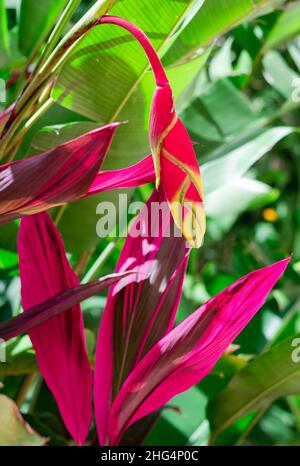 Eine exotische Blüte der Hummer-Kralle-Heliconia-Blume, umgeben von farbenfrohen tropischen Blättern in einem Garten. Stockfoto