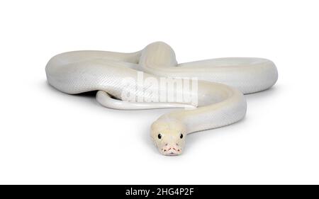 Elfenbein junger Erwachsener Python bivittatus oder birmanische Schlange. Der ganze Körper rollte sich nach oben, der Kopf bewegte sich zur Kamera. Isoliert auf weißem Hintergrund. Stockfoto