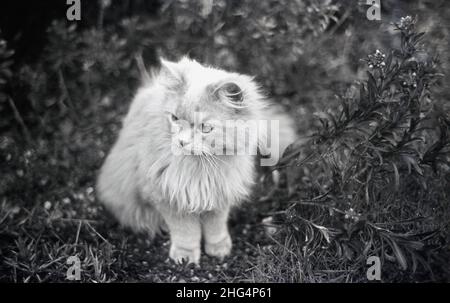 1950s, historisch, eine kleine pelzige Katze draußen. Stockfoto