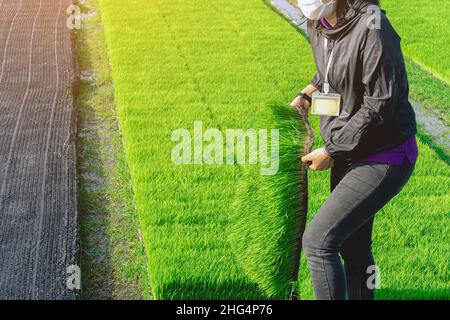 Asiatische Bäuerin hält jungen Reis sprießen bereit, in Reisfeld wachsen. Farmer verpflanzt Reissämlinge. Duftende Jasminreis-Sämlinge Stockfoto