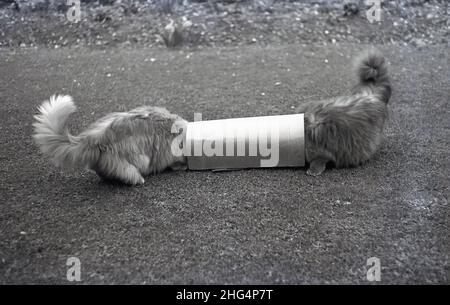 1950s, historisch, zwei pelzige oder flauschige Katzen, die draußen auf einem Gartenrasen mit ihren beiden Köpfen in einer Röhre spielen, England, Großbritannien Stockfoto