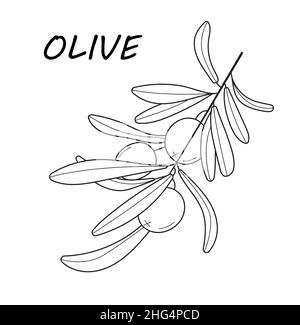 Olivenzweigvektor in Doodle, Skizzenstil. Schwarzer, minimaler einzeiliger botanischer Zweig und Blatt. Tinte, Bleistift von Hand gezeichneter Olivenbaum, Blätter für Wrapper Stock Vektor