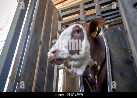 Ortrait von Kopf und Augen, Nase und Ohren einer Kuh. Profil von Brangus, Bradford Cow. Stockfoto