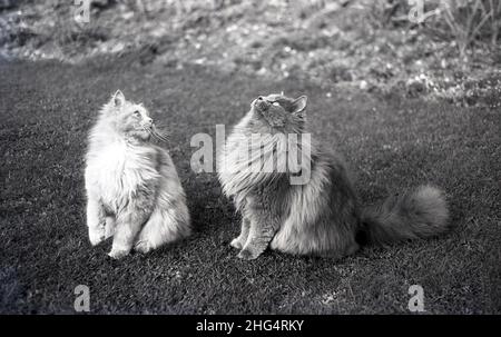 1950s, historisch, zwei pelzige Hauskatzen draußen auf Gras, Looking Up, England, Großbritannien. Obwohl es sich nicht um eine gewöhnliche Katze handelt, gibt es eine Reihe verschiedener Rassen von pelzigen oder flauschigen Katzen, wobei Ragdolls eine bestimmte mit einem seidig-weichen Fell haben. Stockfoto