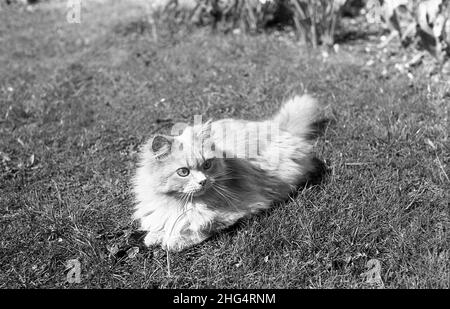 1950s, historisch, eine kleine pelzige Hauskatze draußen auf einem Rasen liegend. Es gibt eine kleine Anzahl von verschiedenen Rassen von pelzigen oder flauschigen Katzen, mit einer Ragdoll-Katze, eine Rasse, die ein unverwechselbares seidig-weiches Fell hat. Stockfoto