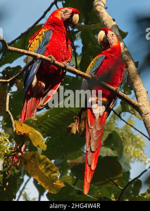 Scharlachrote Aras im Carara-Nationalpark in Costa Rica, Mittelamerika Stockfoto