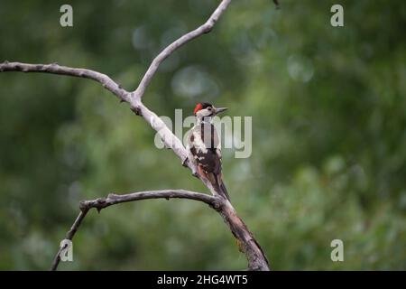 Syrischer Specht (Dendrocopos syriacus), männlich am Ast, Hortobágy-Nationalpark, Ungarn Stockfoto