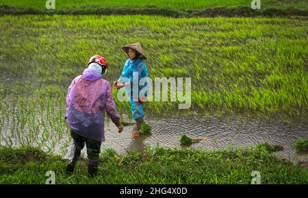 Zwei vietnamesische Frauen in unüblicher Regenkleidung mit Motorradhelm bzw. Reishut beim Setzen von Reispflanzen in der Nähe von Da Nang
