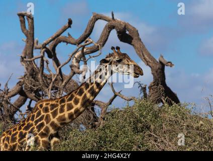 Giraffe (Giraffa camelopardalis) im Busch, Kajiado County, Amboseli, Kenia Stockfoto