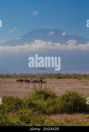 Straußengruppe (Struthio Camelus) vor dem Kilimandscharo, Kajiado County, Amboseli, Kenia Stockfoto