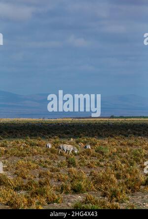 Zebras in einem Sumpf, Kajiado County, Amboseli, Kenia Stockfoto