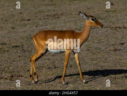 Weibliches Impala (Aepyceros melampus), Kajiado County, Amboseli, Kenia Stockfoto