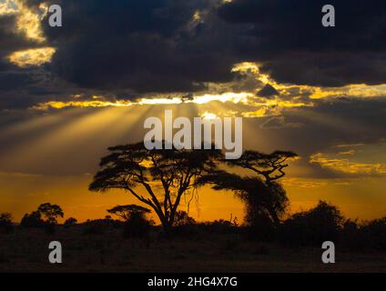 Sonnenuntergang auf Akazien, Kajiado County, Amboseli, Kenia Stockfoto