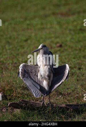 Der Graureiher (Ardea cinerea) trocknet seine Flügel, Kajiado County, Amboseli, Kenia Stockfoto