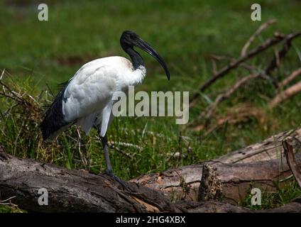 African Sacred Ibis (Threskiornis aethiopicus), Kajiado County, Amboseli, Kenia Stockfoto