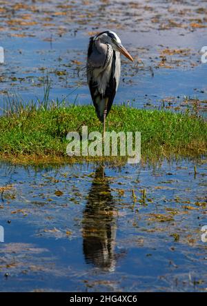 Der Graureiher (Ardea cinerea), der im Wasser steht, Kajiado County, Amboseli, Kenia Stockfoto