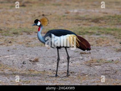 Grauer Kranich (Balearica regulorum), Kajiado County, Amboseli, Kenia Stockfoto