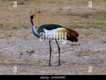 Grauer Kranich (Balearica regulorum), Kajiado County, Amboseli, Kenia Stockfoto