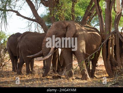 Elefantenherde (Loxodonta africana), Küstenprovinz, Tsavo East National Park, Kenia Stockfoto