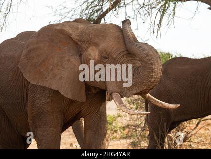 Elefantenherde (Loxodonta africana), Küstenprovinz, Tsavo East National Park, Kenia Stockfoto