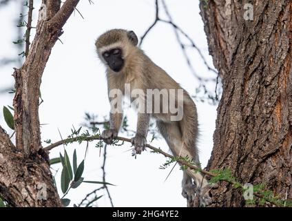 Vervet-Affe in einem Baum, Coast Province, Tsavo West National Park, Kenia Stockfoto