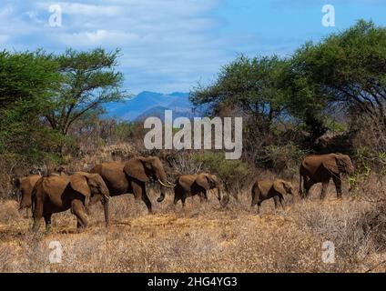 Elefantenherde (Loxodonta africana), Küstenprovinz, Tsavo West National Park, Kenia Stockfoto