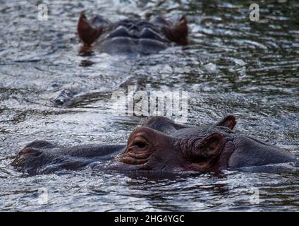 Hippopotamus (Hippopotamus amphibius) im Wasser, Küstenprovinz, Tsavo West National Park, Kenia Stockfoto