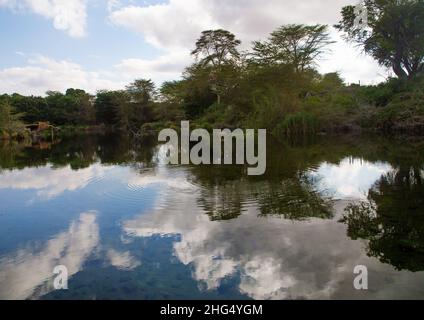 Mzima Springs, Coast Province, Tsavo West National Park, Kenia Stockfoto