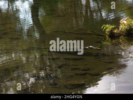 Nilkrokodil in Mzima Springs, Coast Province, Tsavo West National Park, Kenia Stockfoto