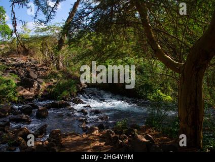 Mzima Springs, Coast Province, Tsavo West National Park, Kenia Stockfoto