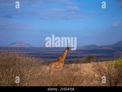 Giraffe im Busch, Coast Province, Tsavo West National Park, Kenia Stockfoto