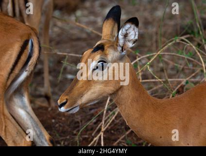 Weibliche Impala (Aepyceros melampus), Küstenprovinz, Tsavo West National Park, Kenia Stockfoto