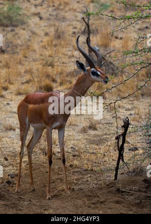 Gerenuk (Litocranius walleri), Küstenprovinz, Tsavo West National Park, Kenia Stockfoto