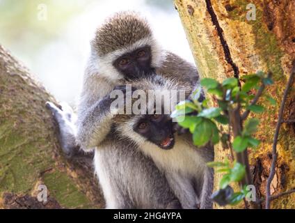 Vervet-Affen, die ihr Fell pflegen, Rift Valley Province, Nakuru, Kenia Stockfoto