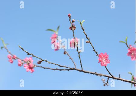 Pfirsichblüte im Mondneujahr Stockfoto