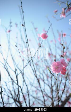 Pfirsichblüte im Mondneujahr Stockfoto