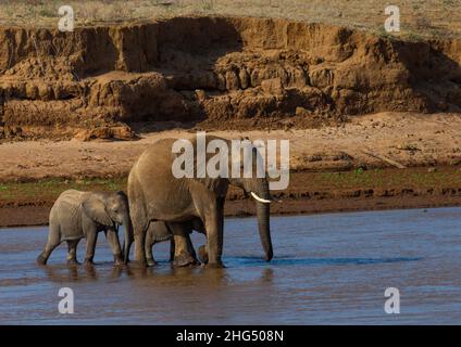 Elefantenherde (Loxodonta africana), die einen Fluss überquert, Samburu County, Samburu National Reserve, Kenia Stockfoto