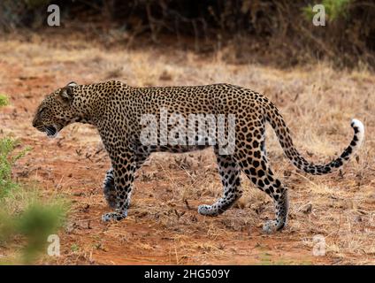 Wild African Leopard, Samburu County, Samburu National Reserve, Kenia Stockfoto