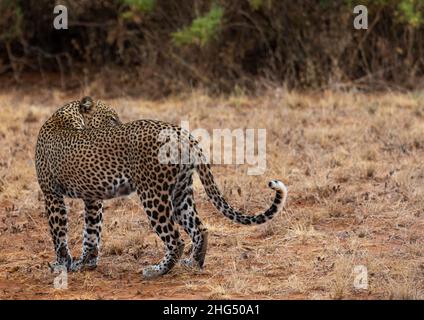 Wild African Leopard, Samburu County, Samburu National Reserve, Kenia Stockfoto