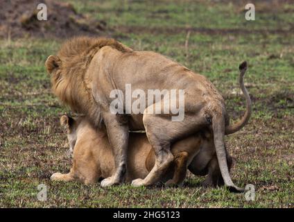 Löwen paaren sich, Rift Valley Province, Maasai Mara, Kenia Stockfoto