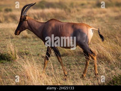 Coke's hartebeest (Alcelaphus buselaphus cokii) in der Savanne, Rift Valley Province, Maasai Mara, Kenia Stockfoto