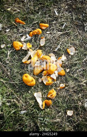 Mandarine schält sich auf dem Boden. Speisereste aus biologischem Anbau. Stockfoto