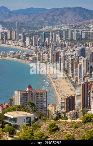 Gesamtansicht von Benidorm, Costa Blanca, Provinz Alicante, Spanien. Fotografiert von La Creu de Benidorm. Der Strand im Vordergrund ist der Platja d Stockfoto