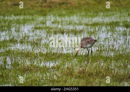 Der schwarze Schwanzgottwit, Limosa limosa, ist ein großer Seegang mit langen Beinen und einem sehr langen Schnabel Stockfoto