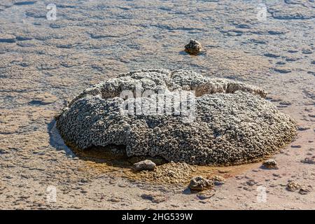 Nahaufnahme von Stromatolithen im Lake Thetis bei Cervantes in Westaustralien und ist ein Salzsee mit einer höheren Salzkonzentration als Meerwasser. Stockfoto