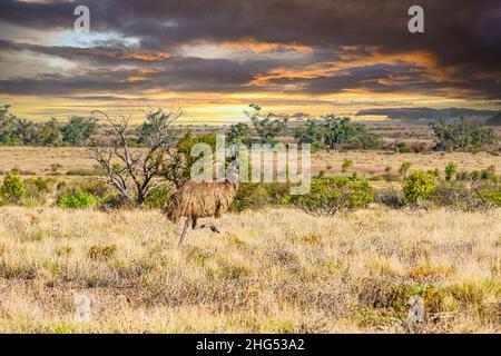 Nahaufnahme einer Emu, Dromaius novaehollandiae, im australischen Outback bei Sonnenuntergang vor verschwommenem Hintergrund Stockfoto