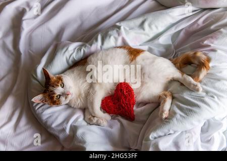 Eine rothaarige Hauskatze liegt auf einem weißen Bett und umarmt ein rotes Herz. Urlaubspostkarte. Tierheim. Festliche niedliche Katze ruht. Stockfoto