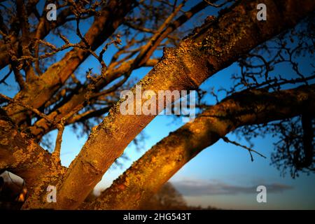 Thaxted Essex England Januar 2022 Textur auf Baum in Thaxted Stockfoto